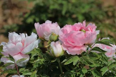 合澗鎮 洪谷牡丹香滿園，芍藥爭艷春意濃